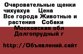 Очаровательные щенки чихуахуа  › Цена ­ 25 000 - Все города Животные и растения » Собаки   . Московская обл.,Долгопрудный г.